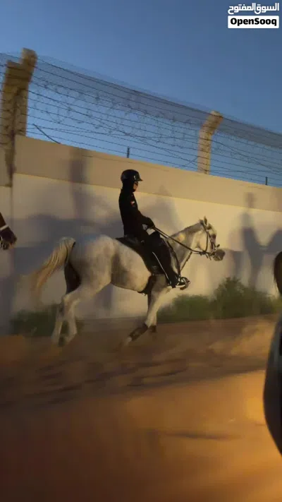 خيل خصي للبيع 3