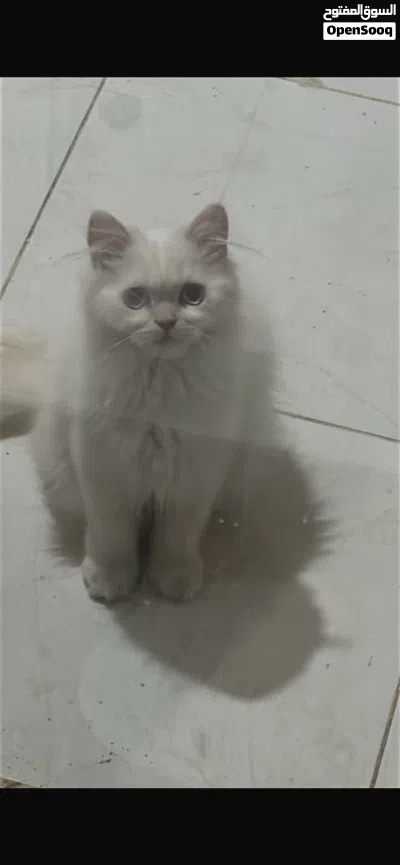 قط ذكر للتبني مع كامل اغراضه بدون مقابل 3