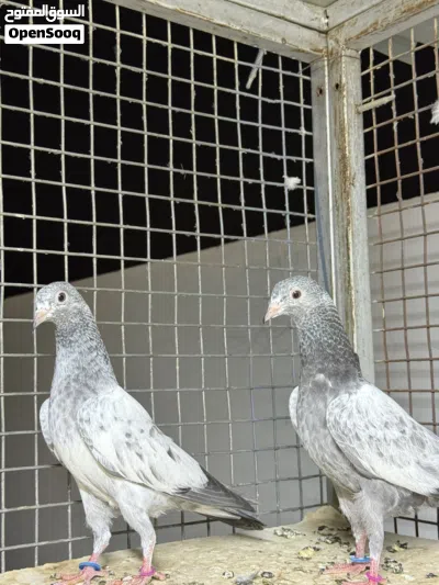 للبيع طيور باكستانية اقرا الوصف 3