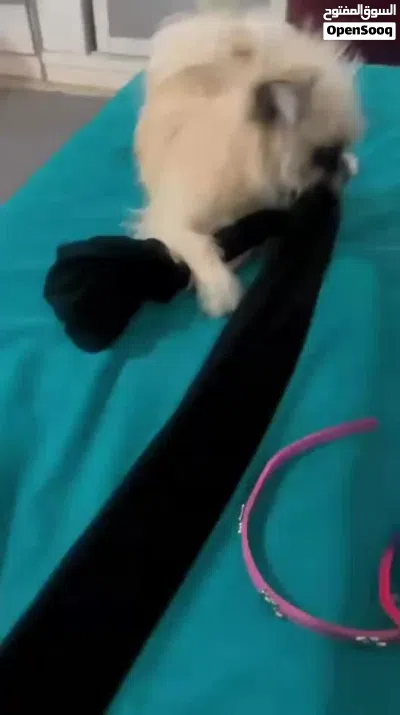 كلبه Maltese 3