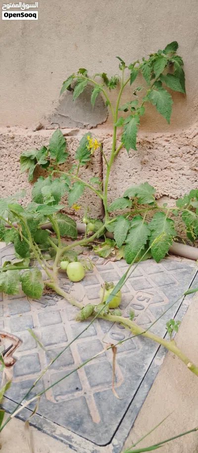 نبات الطماطم و الفلفل واليقطين اي بمعنى البكيوة واليمون و رمان وزريعه اي بمعنى نبتة دوار شمس ب5د فقط 4