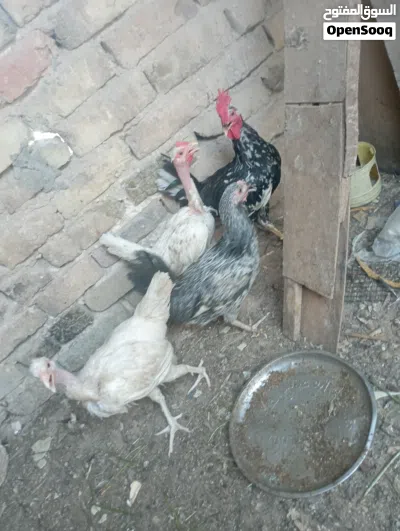 دجاجاتين امهات ركيبه ع وجه بيض لون ابيض سعرهن25بصره حيانيه 3