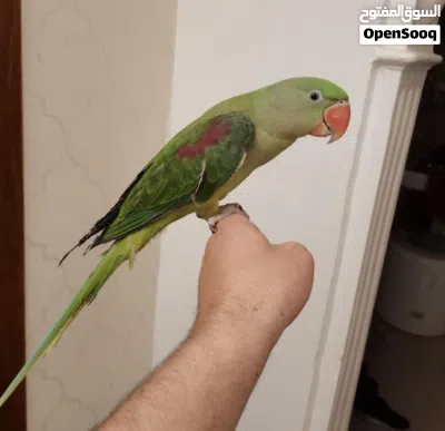فروخ دره نيبالي هدد بيتي ليف زي حمام 4