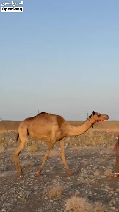 ناقة إنتاج أصيل 4