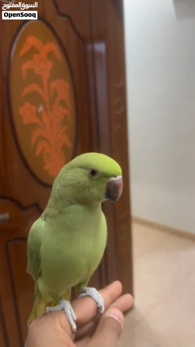 بغبغاء درة هندي 2