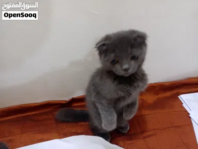 قطط ذكور للبيع عمر 6 اشهر 2