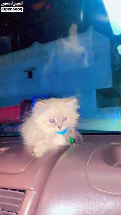 انثى هملايا للبيع العمر شهرين 3
