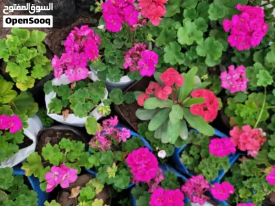 مشاتل 22 مايو لجميع أنواع النباتات الفاكهة والزينه والورود والنباتات المنزلية والمستلزمات الزراعية 3