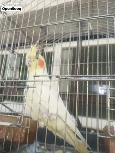 حبه كوكتيل 2