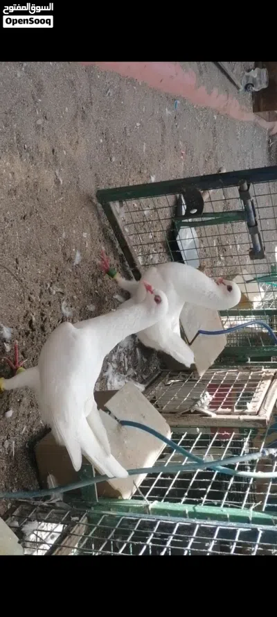 حمام مالتيز للزينه زوج منتج 2