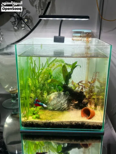 Complete 30cm Cube Planted Aquarium Setup – Ready to Go 2