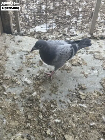 طبات حمام فروخ 3