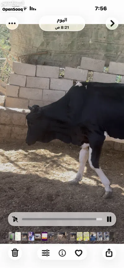 سلام عليكم عندي شفوجه وعندي عجوله بلاش بلاش تعال شوفهن وني بل خدمه بلاش 2