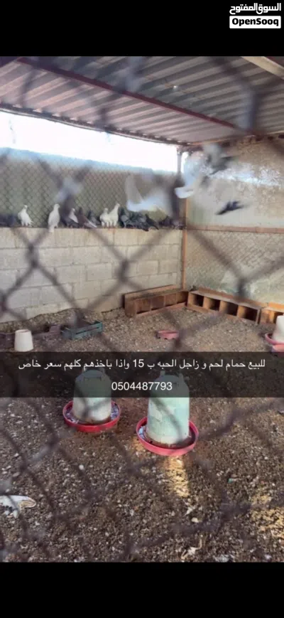 وز مصري و حمام لاحم و الذ و حمام زاجل 2