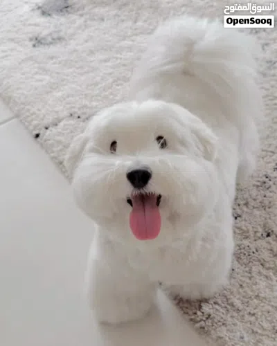 Pure Maltese puppy 2