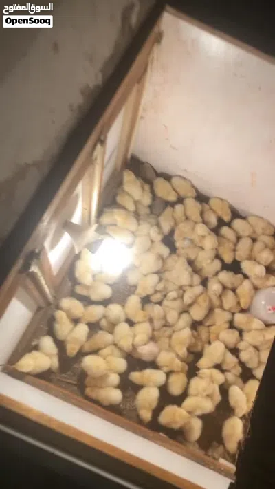 180صوص لاحم ابيض+30صوص لاحم ابيض 4