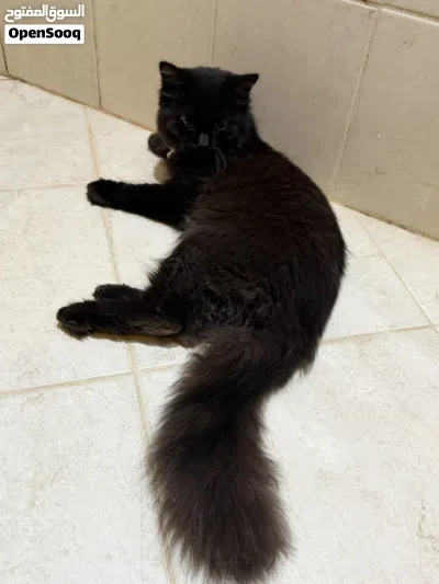 Long hair Chocolate Brown Male cat 2