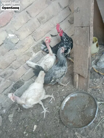 دجاجات ام ركيبه عدد 2 لون ابيض ع وجه بيض 2
