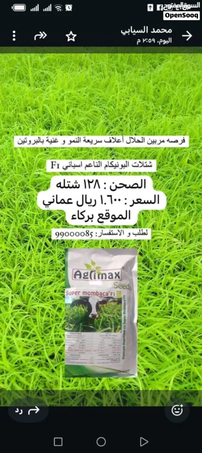 فرصه لمربين الحلال شتلات البونيكام الناعم اسباني F1 4