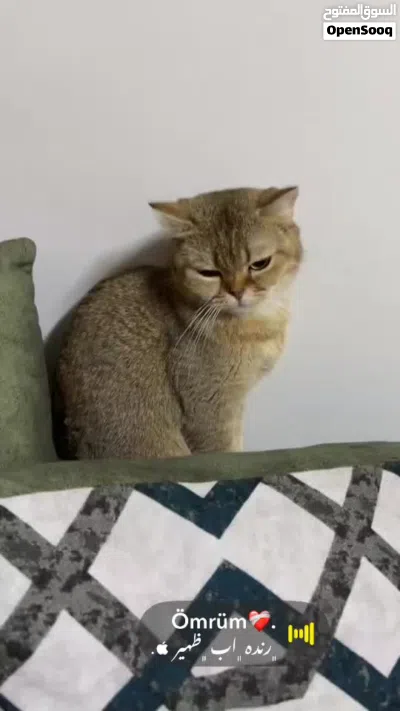 انثى منتجه للبيع 3