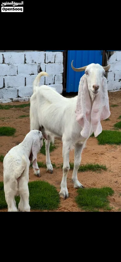 عنز سن رباع تحتها جدي للبيع 4
