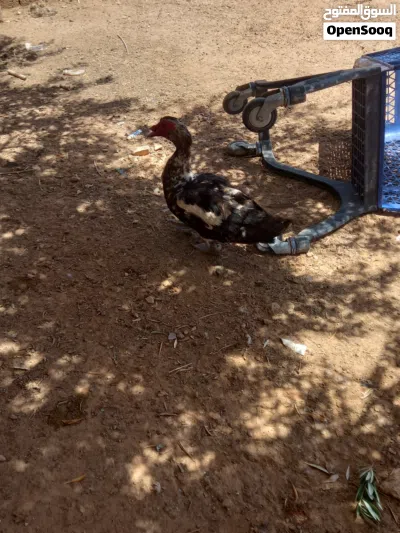 بسم الله ماشاء الله 2