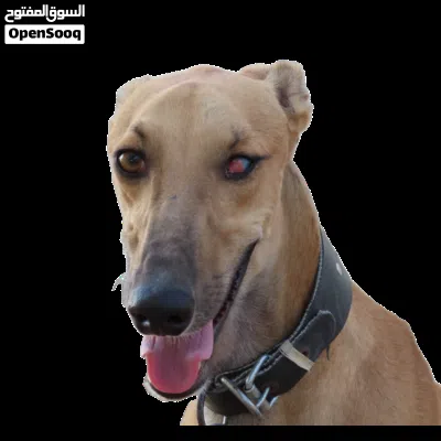 male greyhound 2