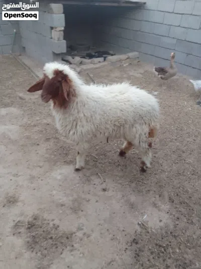 طليه للبيع ورجين 2