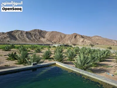 مزرعه في المضيبي 2