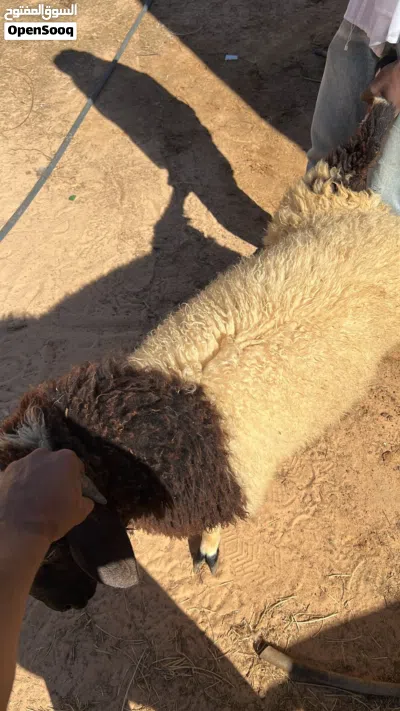 خرفان اضاحي للبيع 2