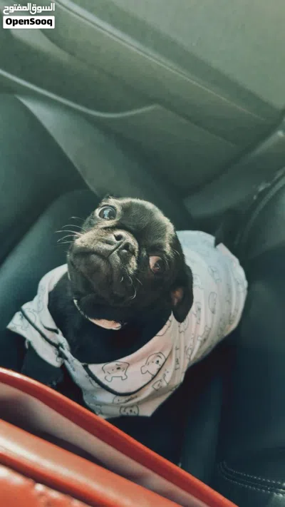 PUG كلب نوع 2