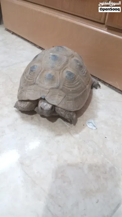 سلحفاة سلحفاة حجم وسط للبيع 2
