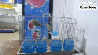 كوبية روز اقرا وصف 3