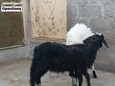 كبشان محليه ذبايح طيبه سمان فول 2