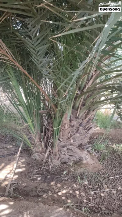 شراء النخيل والفسائل والنارجيل والواشنطونيا 2