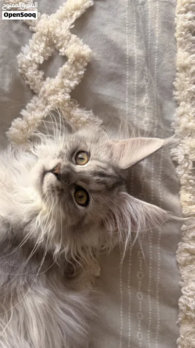 Imported from Russia Purebred Silver Maine Coon Female 4