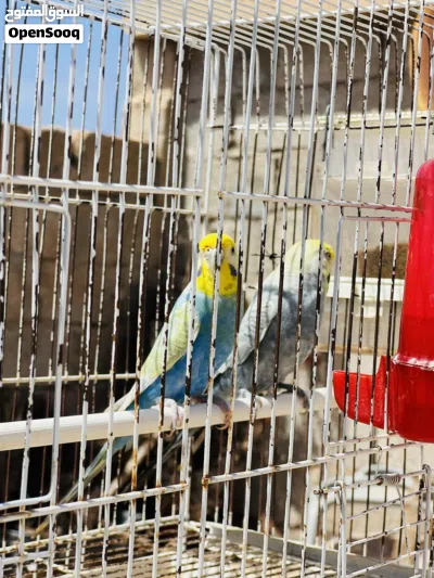 متاح جوز رينبو ذكر فحمي وانتى ملكي ماشاء الله 4