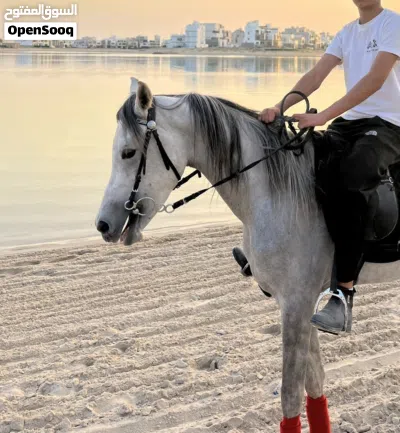 للايجار خيول جميع مناطق الكويت 2