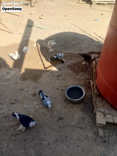 طيور للبيع 2