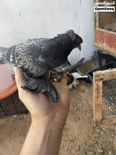 ذكر قشور انتاج 2