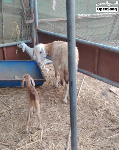 جاعده يمنية ولوووود ما شاء الله وتحتها كبشين تهجين سوداني 3