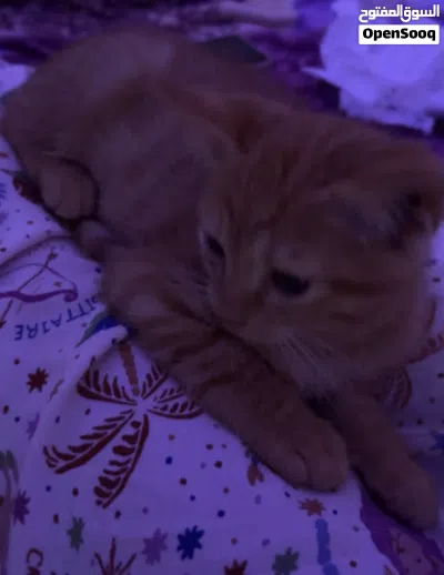 4 Month Old Orange Kitten For Sale 3