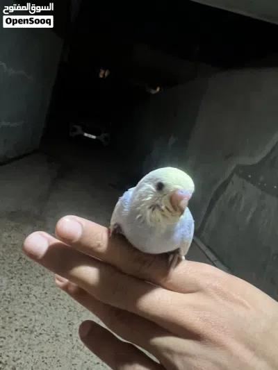 فرخ رينبو وصف ممتاز 2