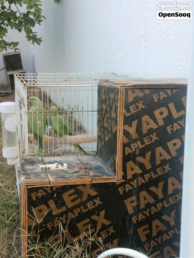 زوج دره للبيع 2