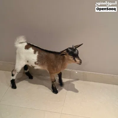 ماعز قزم لي البيع 2