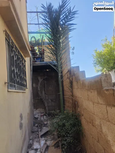 شجرة نخيل للبيع بسعر مغري 2