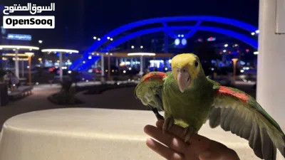 أمازون دبل هيد أليف جدا للبيع 4