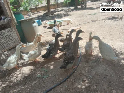 بط بصحه جيده للبيع ع وجه بيض السعر للحبه 5 دينار نهائي 2