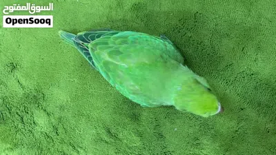 فرخ ببغاء دره للبيع 2
