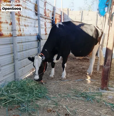 حيوانه فريزيه اصل عليها 8تشهر فحص بيطار 2
